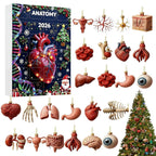 Anatomie Adventskalender 2026 - 24 Anhänger menschlicher Organe