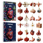 Anatomie Adventskalender 2026 - 24 Anhänger menschlicher Organe
