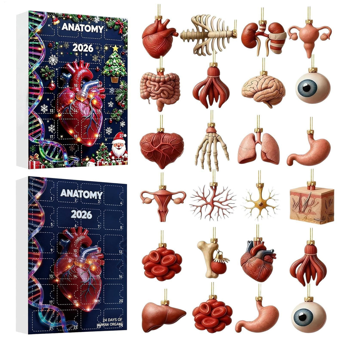 Anatomie Adventskalender 2026 - 24 Anhänger menschlicher Organe
